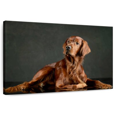 Setter irlandais fidèle