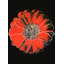 Fleur pour le dôme Tacoma, v. 1980-2132843643
