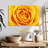 Harnek Lemony Rose-108689889