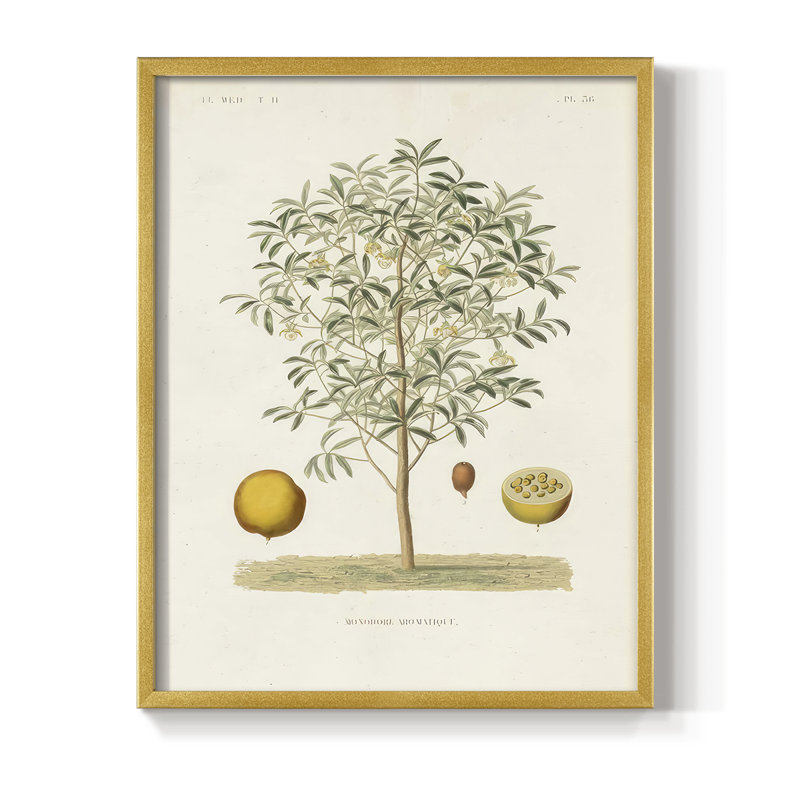 Arbre antique avec fruit IV, reproduction encadrée - bois massif, H 21 po x l 17 po, Doré