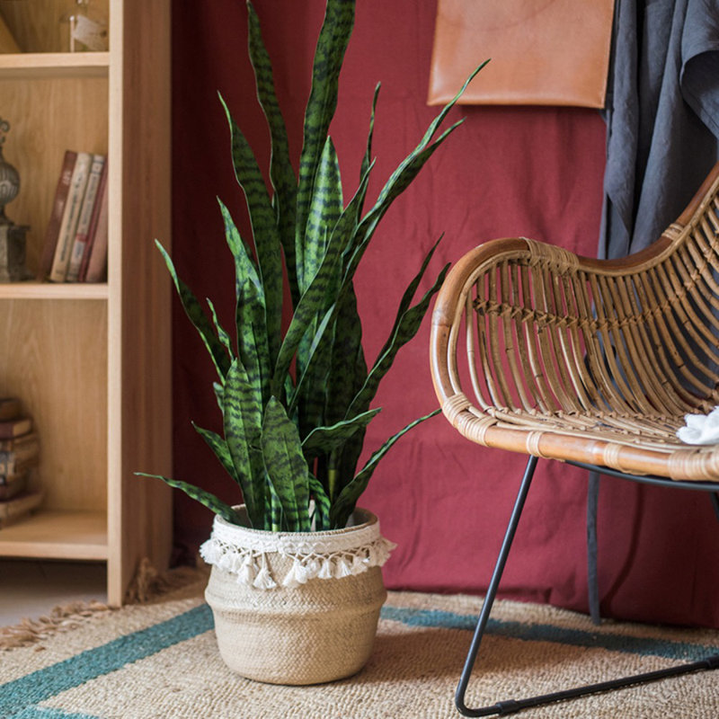 Plante de serpent en pot, H 23,6 po x l 21,6 po x P 4,7 po