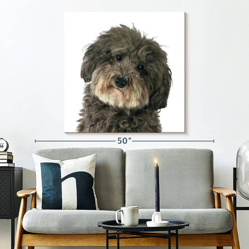 Crowle Molly, le chien