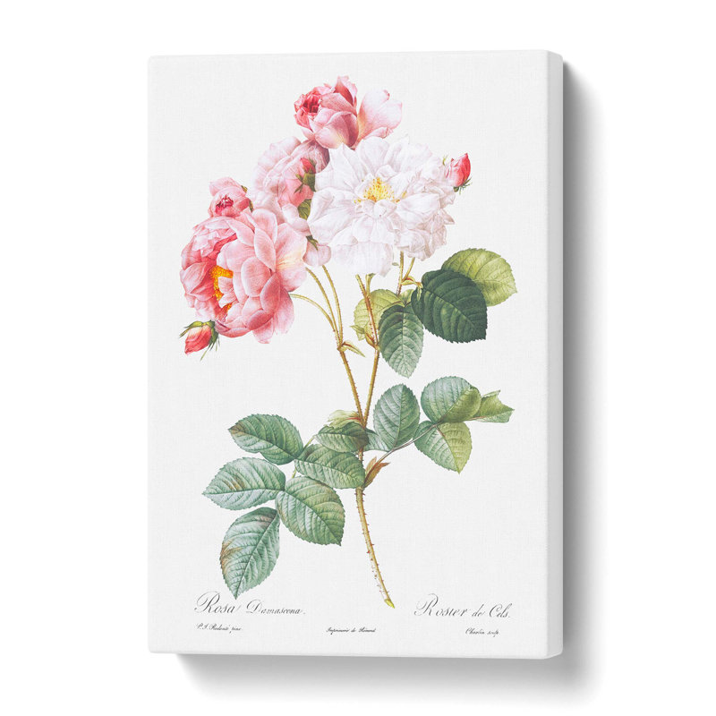 Damask Roses in Pink by Pierre-Joseph Redoute - Wrapped Canvas, 50 cm H x 35 cm W