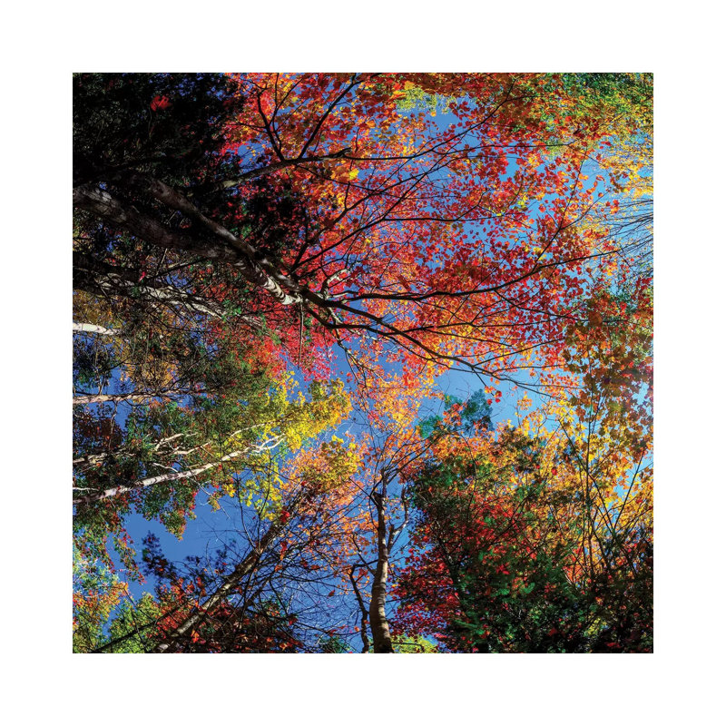 Colorful Autumn New Hampshire by OLena Art - Wrapped Canvas Print, 30.48 cm H x 30.48 cm W