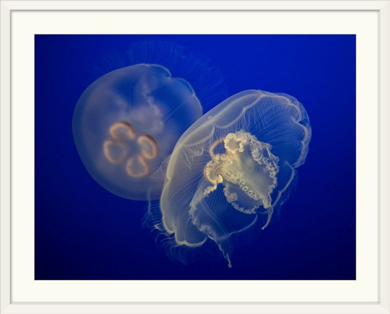 «Moon Jelly» par C.S. Tjandra, Straub, reproduction de photo, H 35 po x l 44 po x P 1 po, Cadre blanc