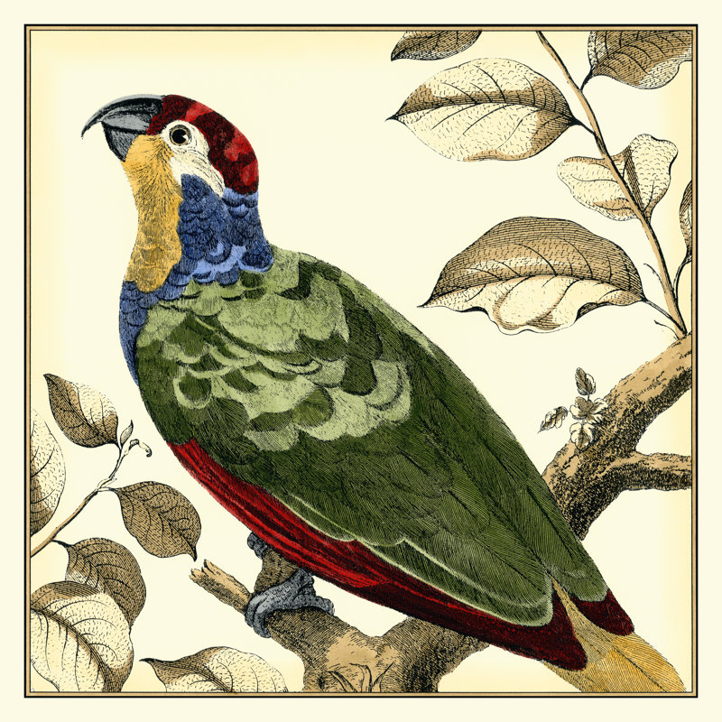 Tropical Parrot II by Martinet - Wrapped Canvas Print, 30cm H x 30cm W