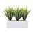 Vanilla Grass in Rectangular Planter