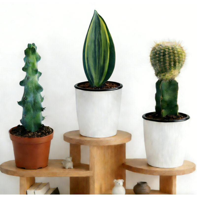 3-Piece Live Plants Set 