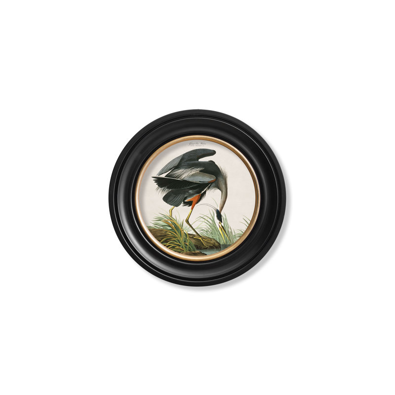 Great Blue Heron In Round Frame by Audubon - Single Picture Frame Print on Archival Matt 230gsm Paper