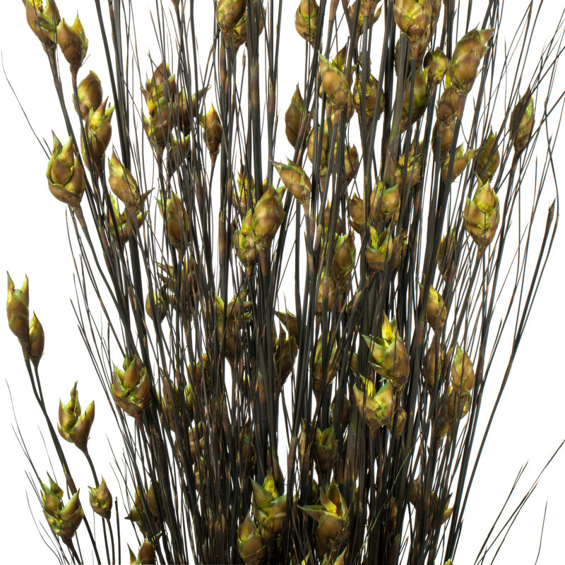 Basil Bell Grass 36-40" Bundle with Seed Pods - Traditional to Contemporary