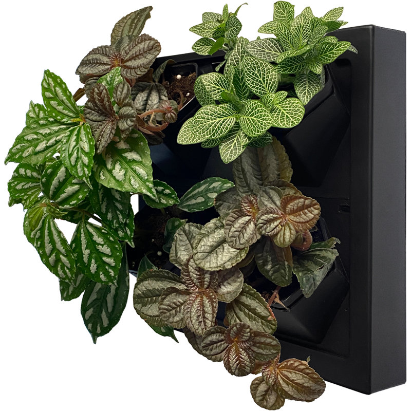 Wall Planter, Black