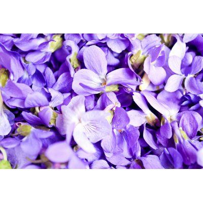 " Violets Flowers " by Scvos