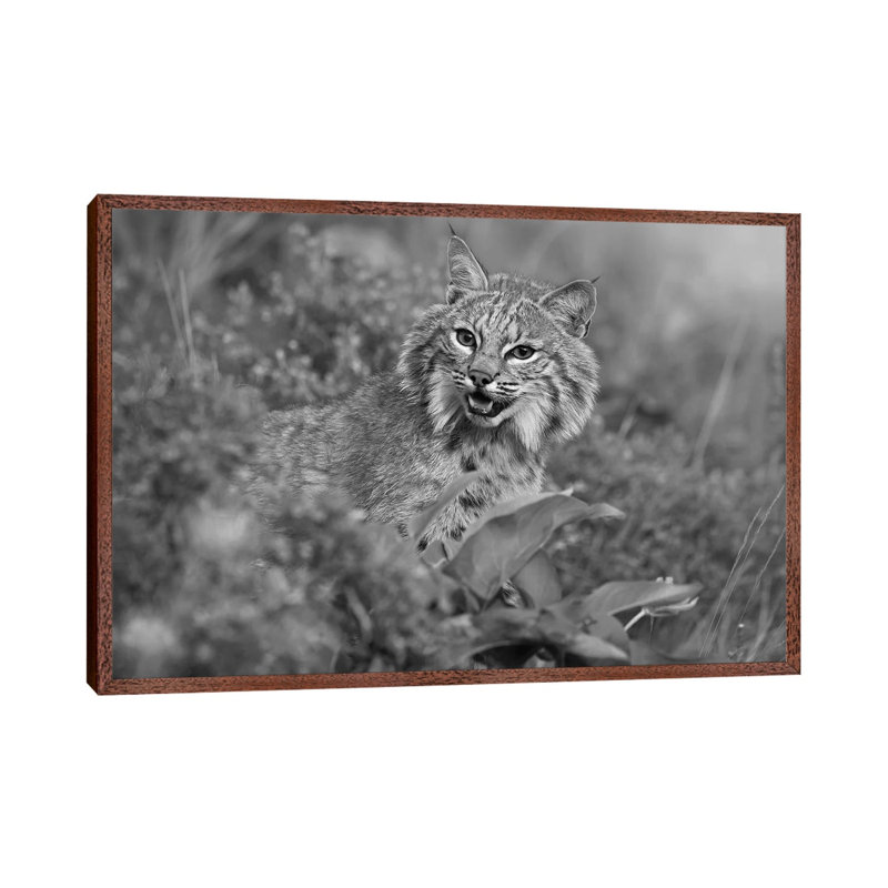 Bobcat, Montana 1 Piece Wall Art on Canvas, 66.04 cm H x 45.72 cm W, Classic Wood Framed
