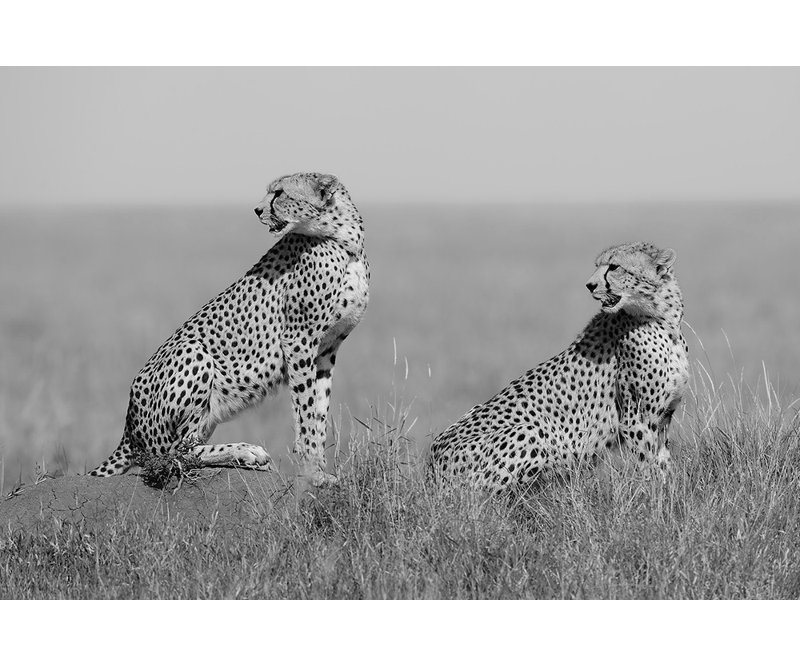 Wrapped Canvas Print, 81.28 cm H x 121.92 cm W