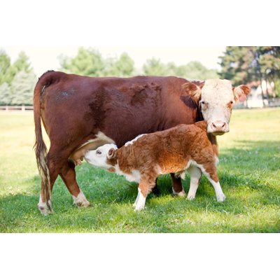 Hereford Cow and Calf by Emholk