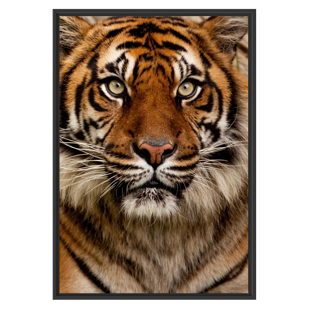 Gerahmtes Wandbild Aufmerksamer Tiger