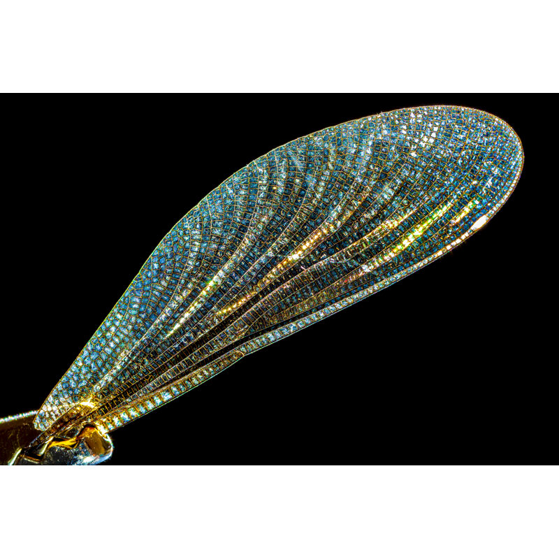 Dragonfly Wings by Peter Vahlersvik, 8" H x 12" W