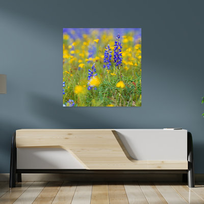 Texas bluebonnet flowers in bloom among yellow wildflowers selective focus Texas USA. 1 Piece Wrapped Canvas Wall Art