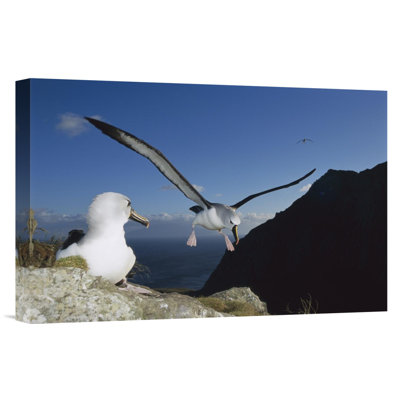 " Yellow-Nosed Albatross Landing, Tristan Da Cunha, South Atlantic "