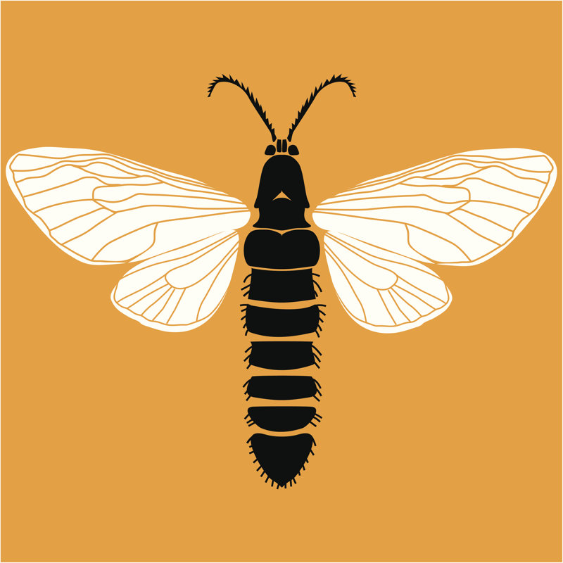 «Kamiyah Moth» par Vabadov - impression sur toile tendue, H 12 po x l 12 po