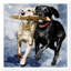 Chiens et chiots «Playtime Blue», reproduction d'art sur toile-1100374671-1100374548-1153399773
