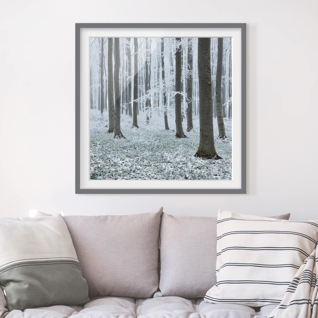 Gerahmtes Poster Beech Trees with Frost