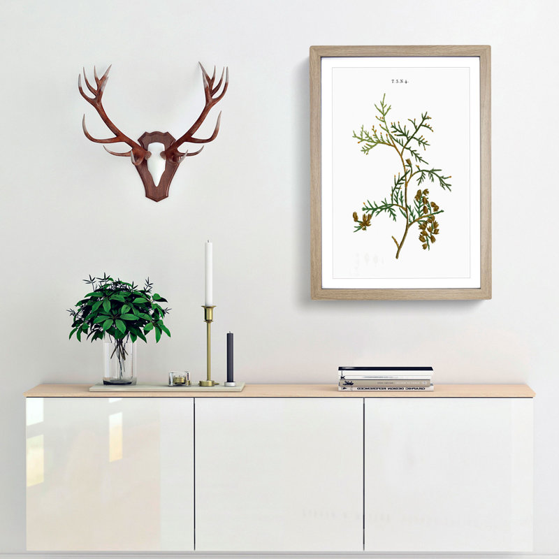 White Cedar Tree Branch by Pierre-Joseph Redoute - Framed Print, 65cm H x 48cm W x 2cm D, Oak Framed