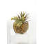 Faux Yucca Plant in Glass Decorative Vase