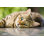Bengal Cat par Hellem - Photographie sur toile tendue