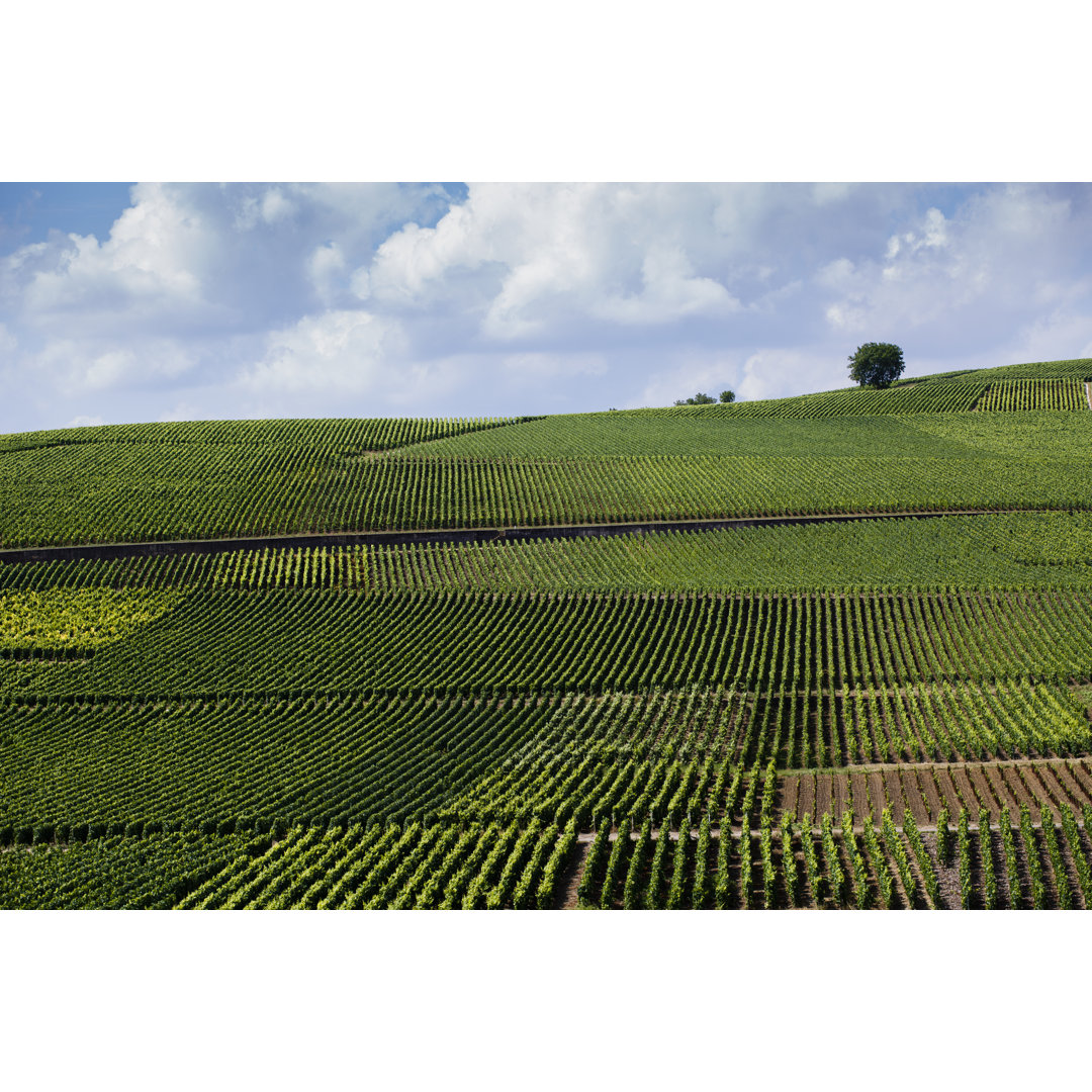 Leinwandbild Weinberg in Champagner, Frankreich