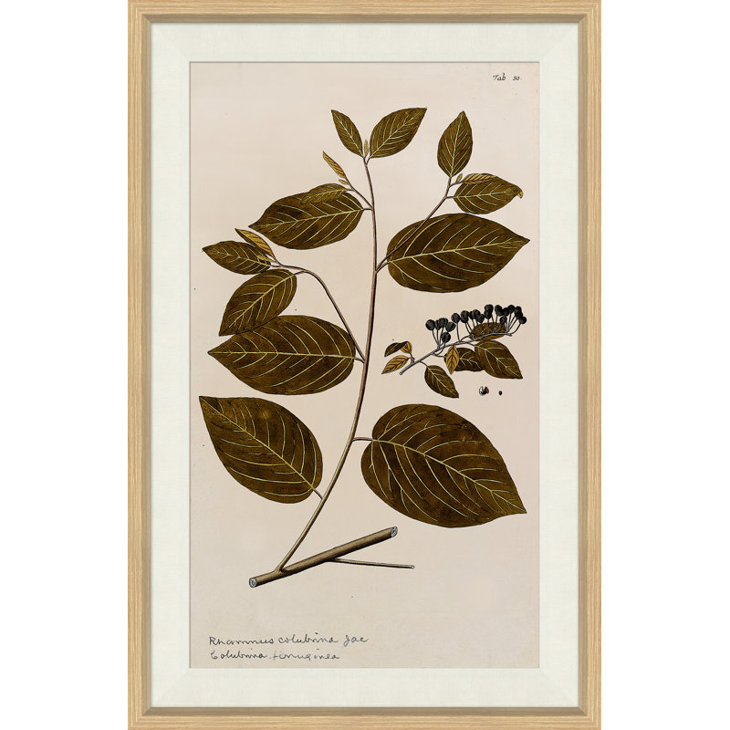 17th Century Leaf Studies I Painting