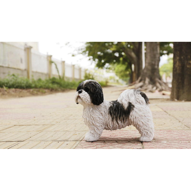Shih Tzu debout