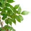 Toona Siensis Arrangement in Pot