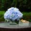 Arrangement d'hortensias dans un vase-88514611