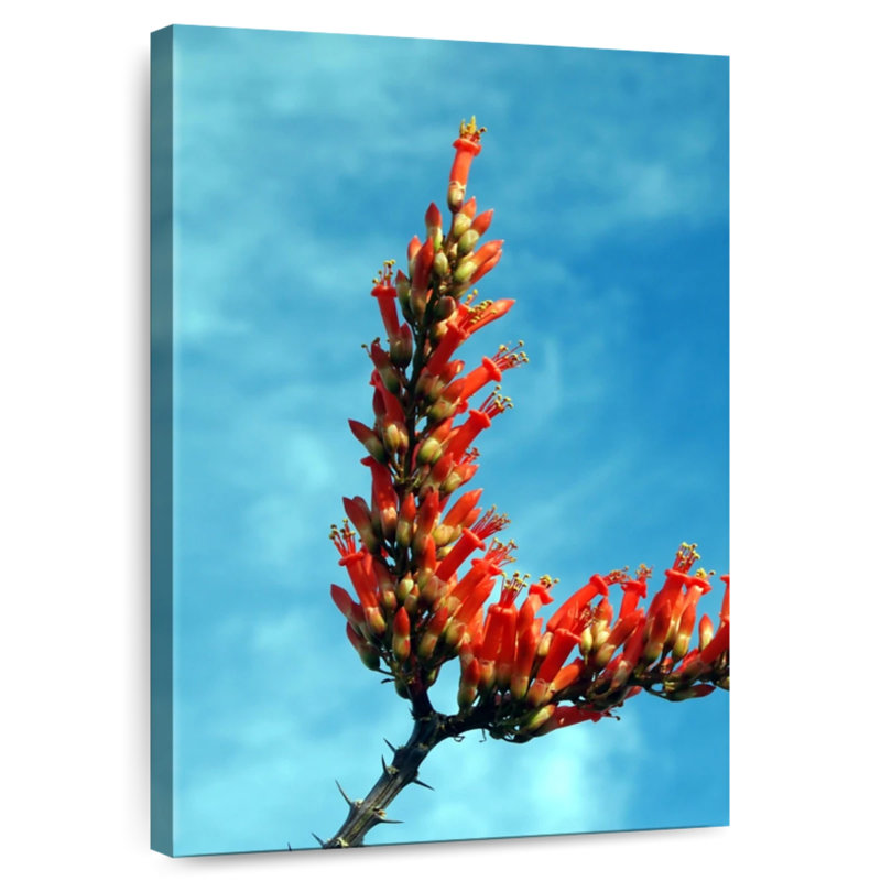 Flowering Ocotillo, 39" H x 26" W