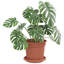 Pot Planter