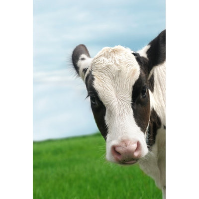 " Calf "