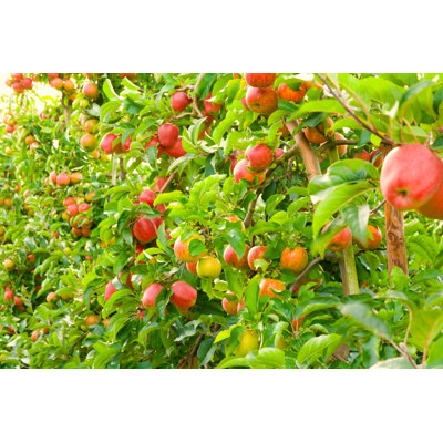 Pommes - photographie sur toile tendue