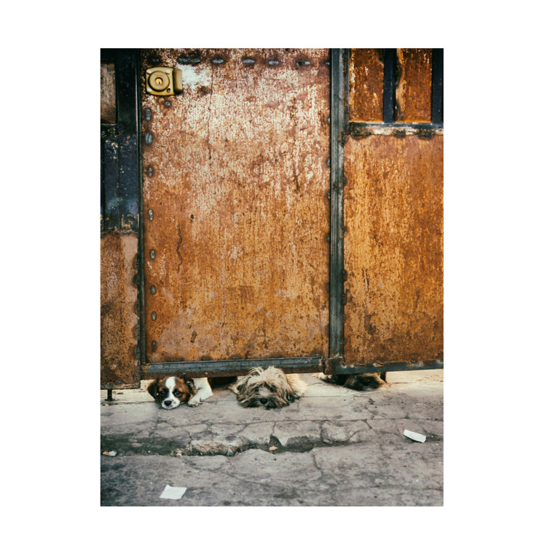 «Fabian Romano Three Sad Dogs», art sur toile, H 19 po x l 14 po