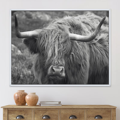 " Scottish Cow On Moorland I "
