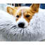 Jaiden Orthopedic Fleece Pet Bed-800419033-800419032