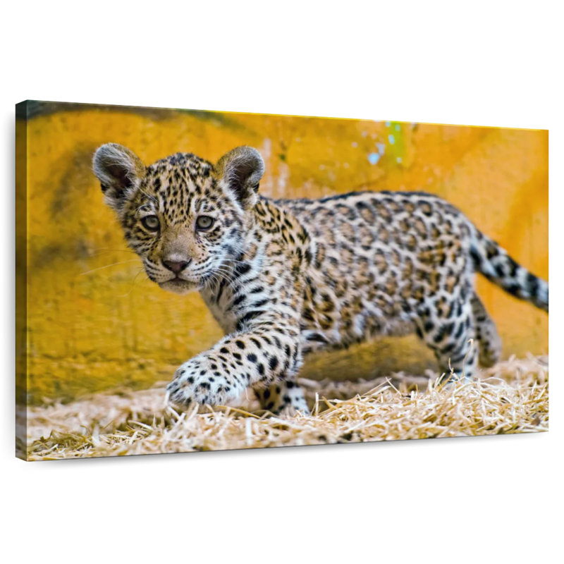 Brampt Jaguar Cub, 26" H x 39" W