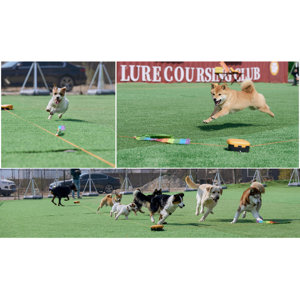 POPRHINO Remote-Control Pet Chase Toy For Outdoor Exercise & Training ...