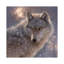 Loup solitaire, carré-35538772-72415554