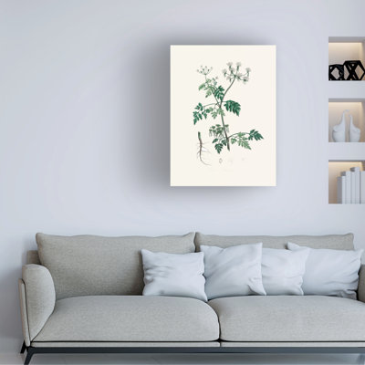 John Stephenson And Poison Parsley Medical Botany Canvas Art