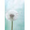 Fleur de pissenlit - photographie sur toile tendue