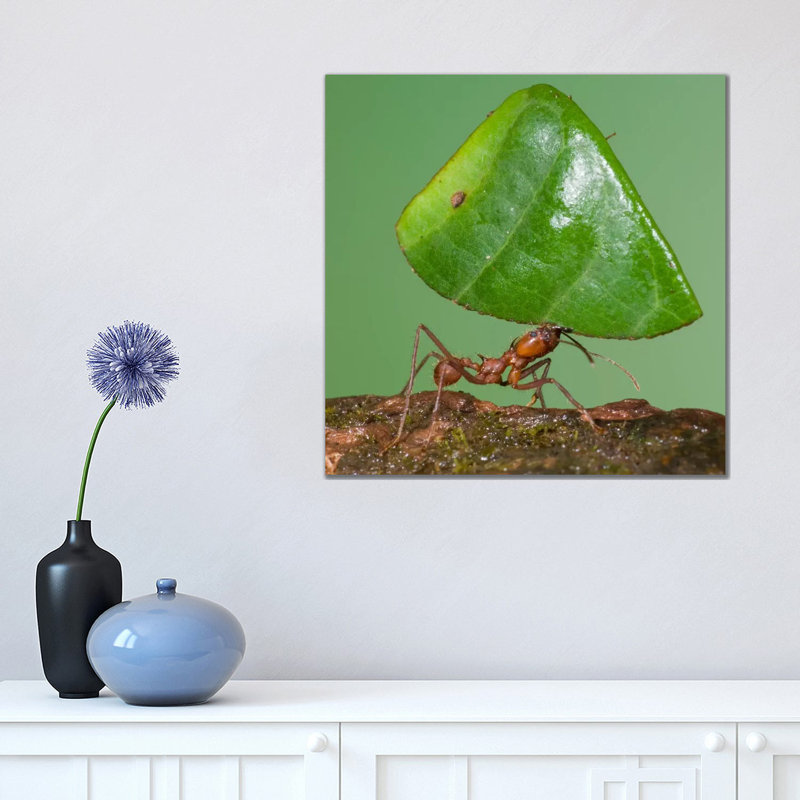 Leafcutter Ant Carrying Leaf, Costa Rica I by Steve Gettle - Wrapped Canvas Print, 45.72 cm H x 45.72 cm W x 1.91 cm D