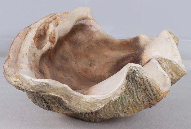 Calyce Clam Sea Shell Life Size Statue
