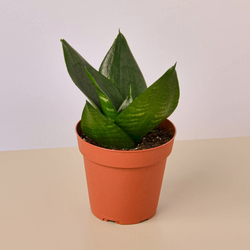 Jade Snake Plant in 4" Terracotta Pot