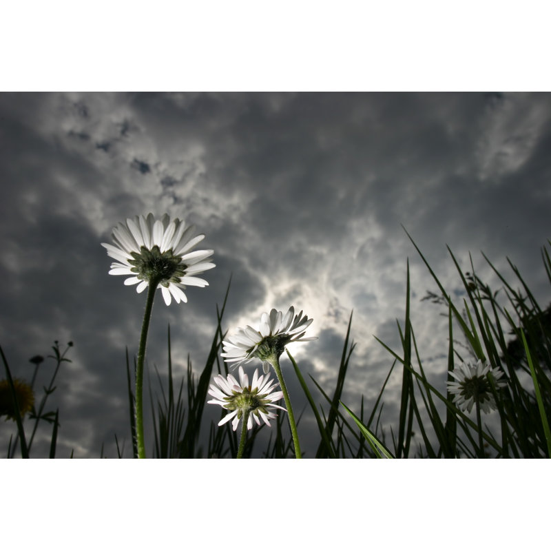 View Of Three Daisies by Blende64 - Wrapped Canvas Print, 81cm H x 122cm W x 3.8cm D